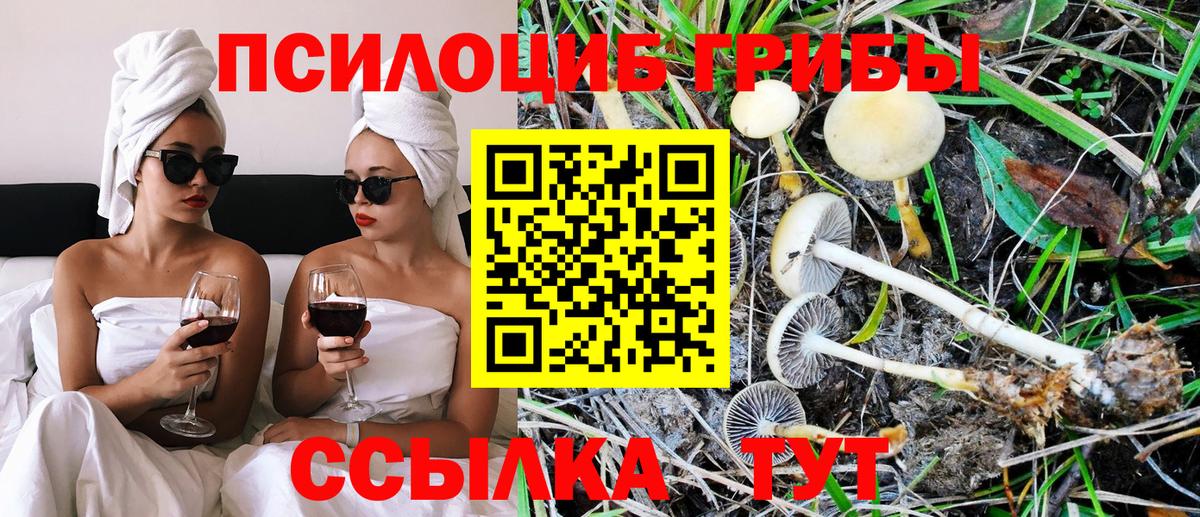 Кызыл  Галлюциногенные грибы Cubensis  Вход с VPN 